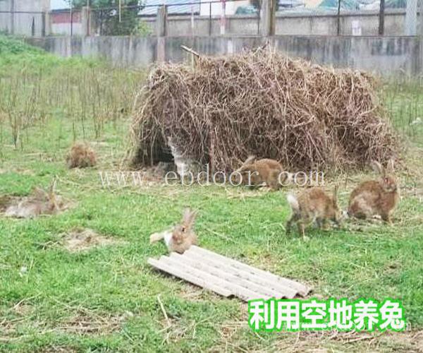 比利时兔价格-比利时兔-监利县宏盛养兔厂(查看)