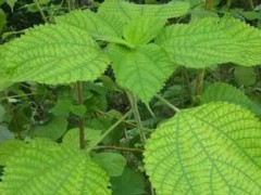 苎麻高产种植栽培技术