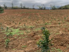 播下希望苗 奏响春耕曲_贺州晋中市农业农村局网站