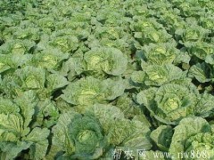 种植与劣种——散叶型大白菜和白骨空心芹菜