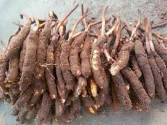 虫草的构成、生物特征及生态学特征