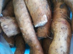 [供]供应山药,保证质量，欢迎全国各地朋友们采购