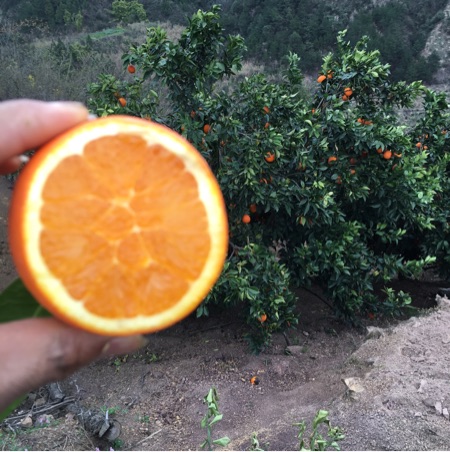 [供]奉节县柑桔栽培始于汉代，历史悠久，产区位于三峡库区