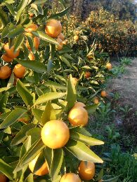 [供]广西灵川县实力代办马水桔.沃柑.默科特