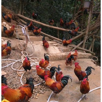 [供]放养吃玉米高山大红公鸡，肉质鲜美，营养健康。