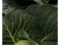 [供]扁包菜，甘蓝