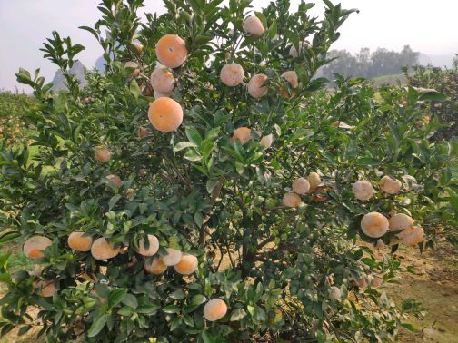 [供]水果茂谷柑