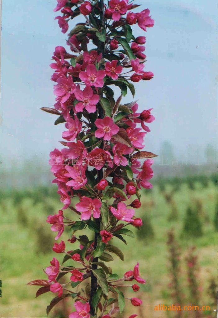 供应绿化苗木-------- 海棠苗泰安市绿鑫苗木花卉合作社