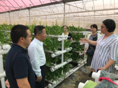市农业农村局赴热带生态经济型水耕蔬菜消费工厂展开调研