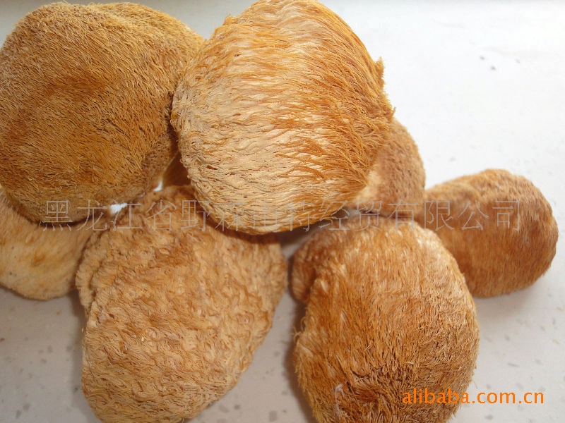 2011年新货 猴头 猴头菇干 保鲜猴头菇 野生猴头菇