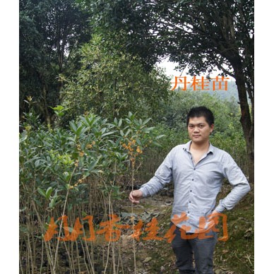 南阳3公分桂花树