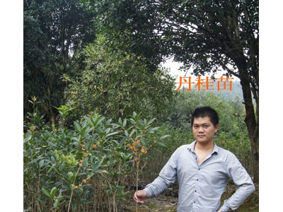 南阳3公分桂花树