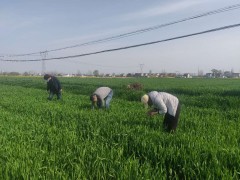 鹤壁市农业农村局组织展开麦田稻桩子囊壳调查义务 - 义务静态 - 高邮鹤壁市农业农村局