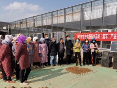 技术效力到田间 抢抓时节促复产  —毕节晋中市农技站技术人员到威宁县麻乍镇展开魔芋产业技术效力