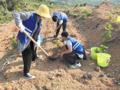 改善生态环境 促进农民增收，天涯区种下20亩“致富树”