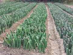 金田源果苗壮健(图)-大红火龙果苗供应基地-大红火龙果苗