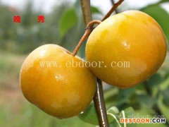 晚秋黄梨树苗-随州梨树苗-果树茶叶研究所(查看)