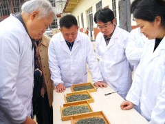 我市平坝区展开春茶审评活动