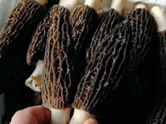 [供]羊肚菌鲜货   种植基地批发