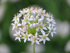 韭菜花新种类种植栽培及采收