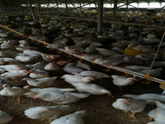 科技效力助力养殖企业成功转型