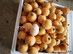 软条白沙枇杷苗-【岗峰农场】口碑好-软条白沙枇杷苗价位