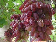 烟台葡萄代收-鲁粒大棚葡萄苗-葡萄代收价格