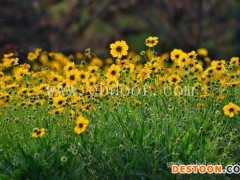 二月蓝园林绿化菊出售(图)-硫华菊种子批发-玉溪硫华菊种子