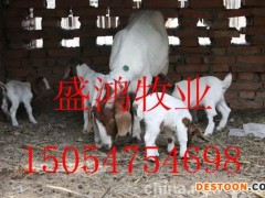 波尔山羊羊羔波尔山羊养殖技术 波尔山羊价格