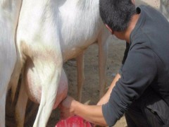 撒能奶山羊价格 奶山羊养殖 山东奶山羊价格 纯种奶山羊