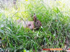 供应安徽比利时野兔场比利时野兔价格