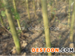 3公分速生竹柳供应商-速生竹柳-临沂市峻峰竹柳