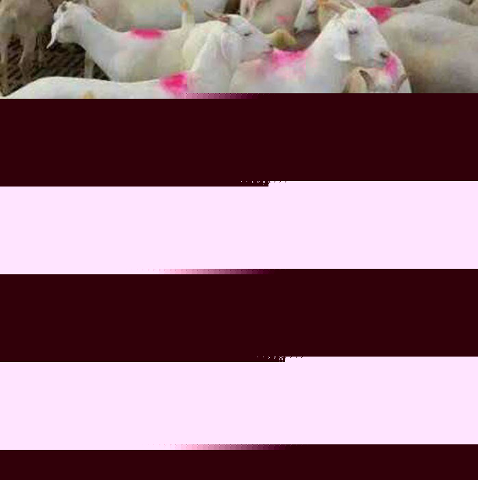 白山羊羊仔 金良 白山羊 纯种白山羊 山东白山羊 肉羊价格 优良肉羊白山羊 优质白山羊 白山羊批发 具体价格面议