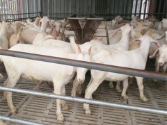 供应白山羊 白山羊小羊羔 白山羊育肥 白山羊养殖场 浙江白山羊