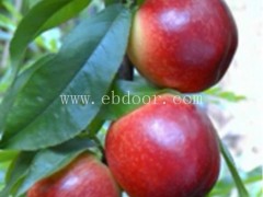 鄂州桃树苗-各种桃树苗价格-湖北果茶所(推荐商家)