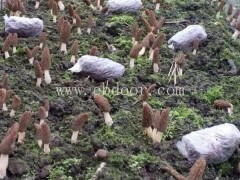 羊肚菌培育-羊肚菌培育电话-鸿福食用菌(推荐商家)