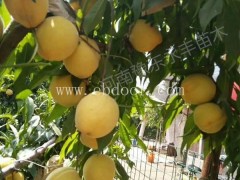 纯正苗黄金0多少钱棵-纯正苗黄金0-永丰种植基地直销