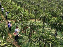 台湾红心火龙果种苗值得信赖-金田源