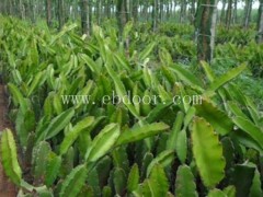 火龙果苗培育基地-金田源(在线咨询)-百亩火龙果苗