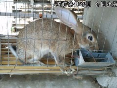 批发野兔 比利时野兔 野兔供应 批发兔子 量大价格优惠