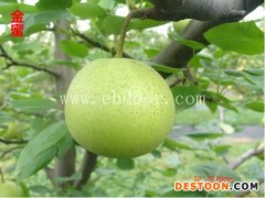 晚秋黄梨树苗-湖北果茶所(在线咨询)-鄂州梨树苗