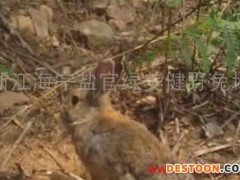 供应安徽野兔养殖场建野兔养殖场野兔养殖