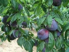 1年苗风味玫瑰批发基地-风味玫瑰批发基地-永丰种植批发价更优