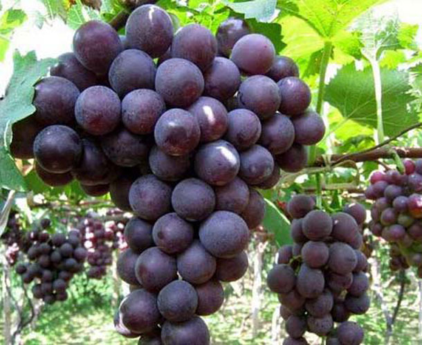 大泽山葡萄 -青岛平度特产