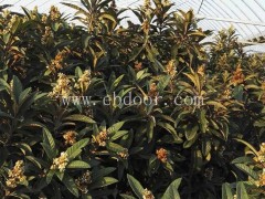 岗峰农场——不容错过(图)-冠玉枇杷苗出售-冠玉枇杷苗