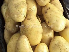 早熟马铃薯价格电话-早熟马铃薯价格-雪原农业科技服务好