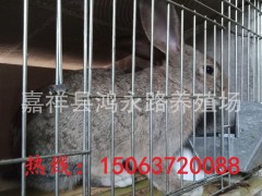 杂交野兔活体包邮 杂交野兔市场价 哪里卖杂交野兔 购买杂交野兔