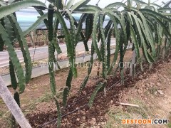 金田源果苗质量保证(图)-火龙果苗基地-安徽火龙果苗