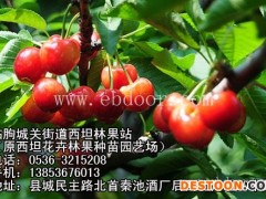 樱桃树苗销售-怀化樱桃树苗-临朐樱桃苗
