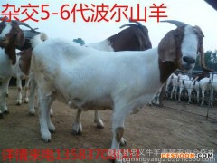 波尔山羊 纯种波尔山羊羊羔 山羊 波尔山羊价格